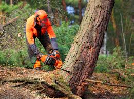 Best Commercial Tree Services  in Timberlane, IL