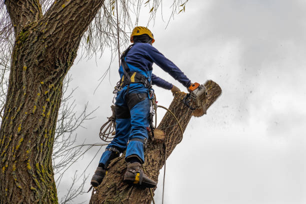 Best Storm Damage Tree Cleanup  in Timberlane, IL