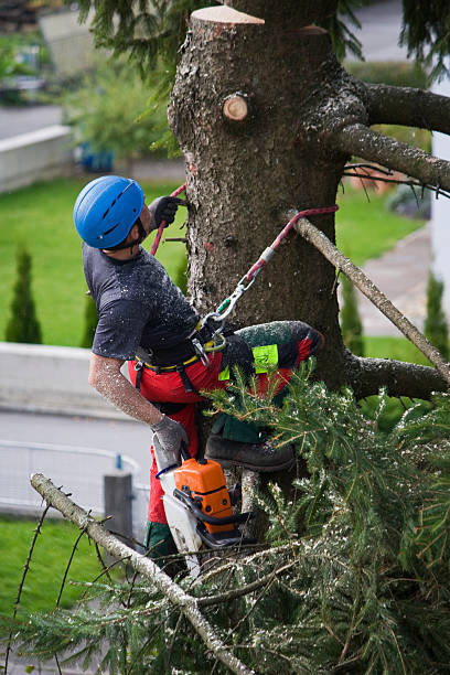 Trusted Timberlane, IL Tree Services Experts