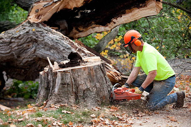 Best Lawn Disease Treatment  in Timberlane, IL